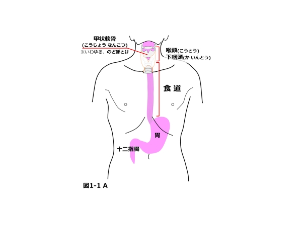 什么是食道癌？