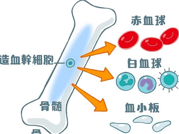 赴日医疗能否治好白血病？