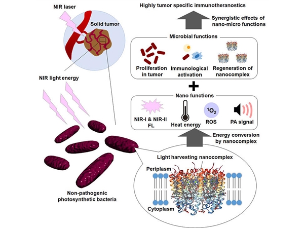 北陆先端科学技术大学院大学开发出利用细菌和激光破坏癌细胞的新疗法