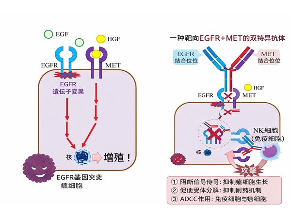 肺癌治疗再破局！EGFR耐药患者迎来新希望